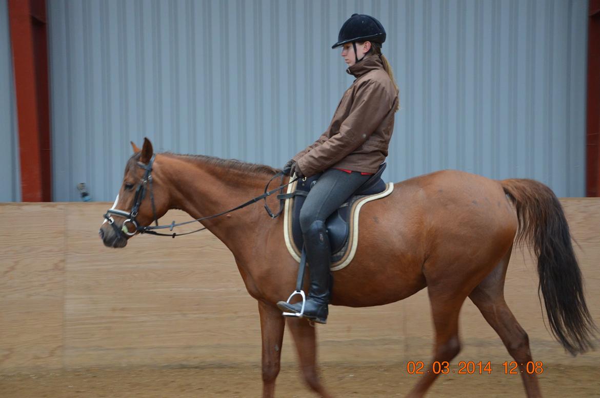 DSP Vesterskovens Chili billede 18