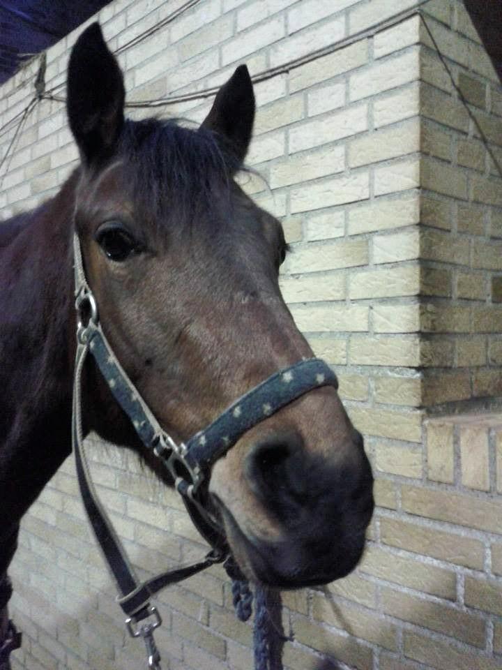 Anden særlig race FMR´s Olivia billede 3