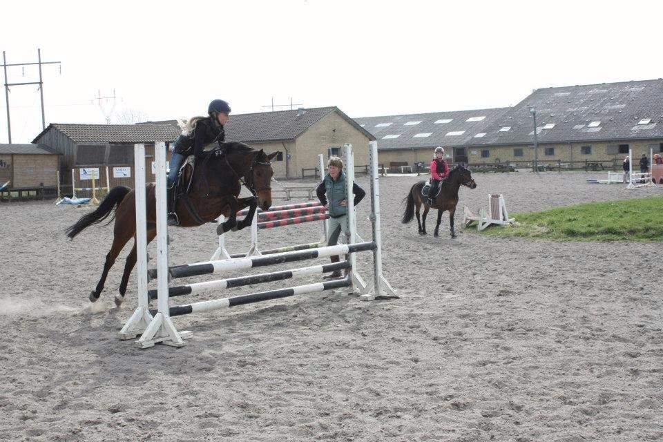 Anden særlig race FMR´s Olivia billede 5