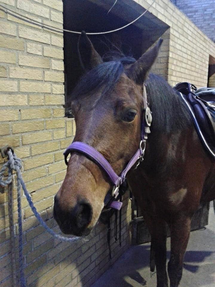 Anden særlig race FMR´s Olivia billede 7