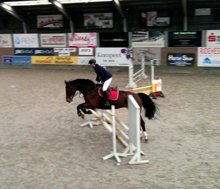 Dansk Varmblod Kronborgdiges Flika. ( låne hest) billede 22