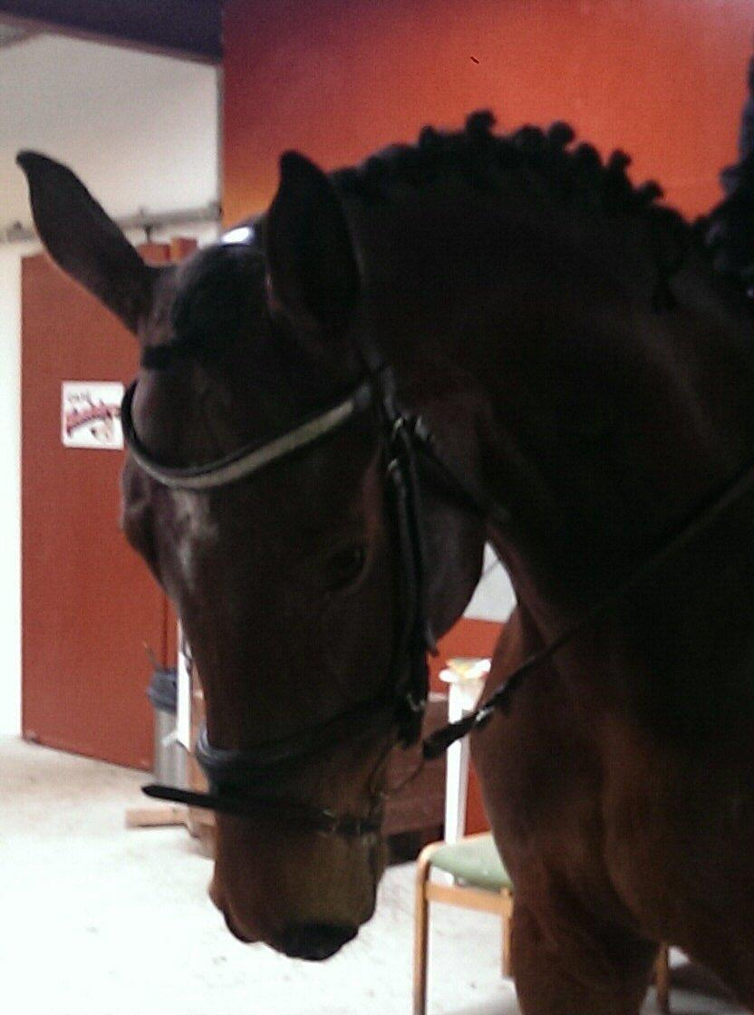 Dansk Varmblod Kronborgdiges Flika. ( låne hest) billede 23