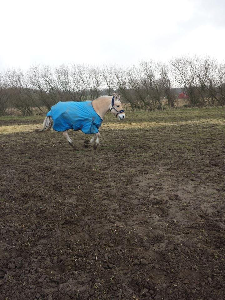 Fjordhest Tobias 'solgt' - galloper drengen!! <3  billede 25