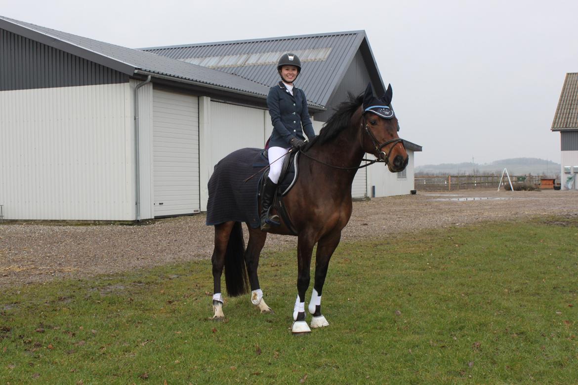 Dansk Varmblod Cille billede 10