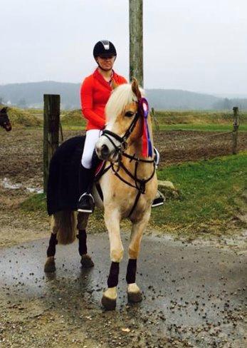 Haflinger Nyegaards Nascha - Stjerne Nascha billede 1