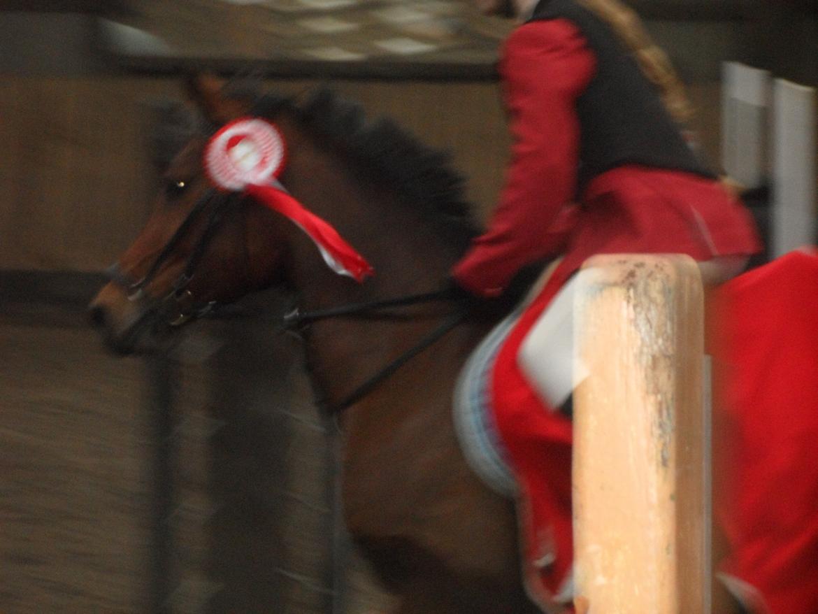 Hollandsk Sportspony Melanie's Lady  B-PONY - D. 2.3.2014 Aabenraa Mønterhøj Rideklub Klasse: LB1*  1 Plads og 250 kr. billede 33