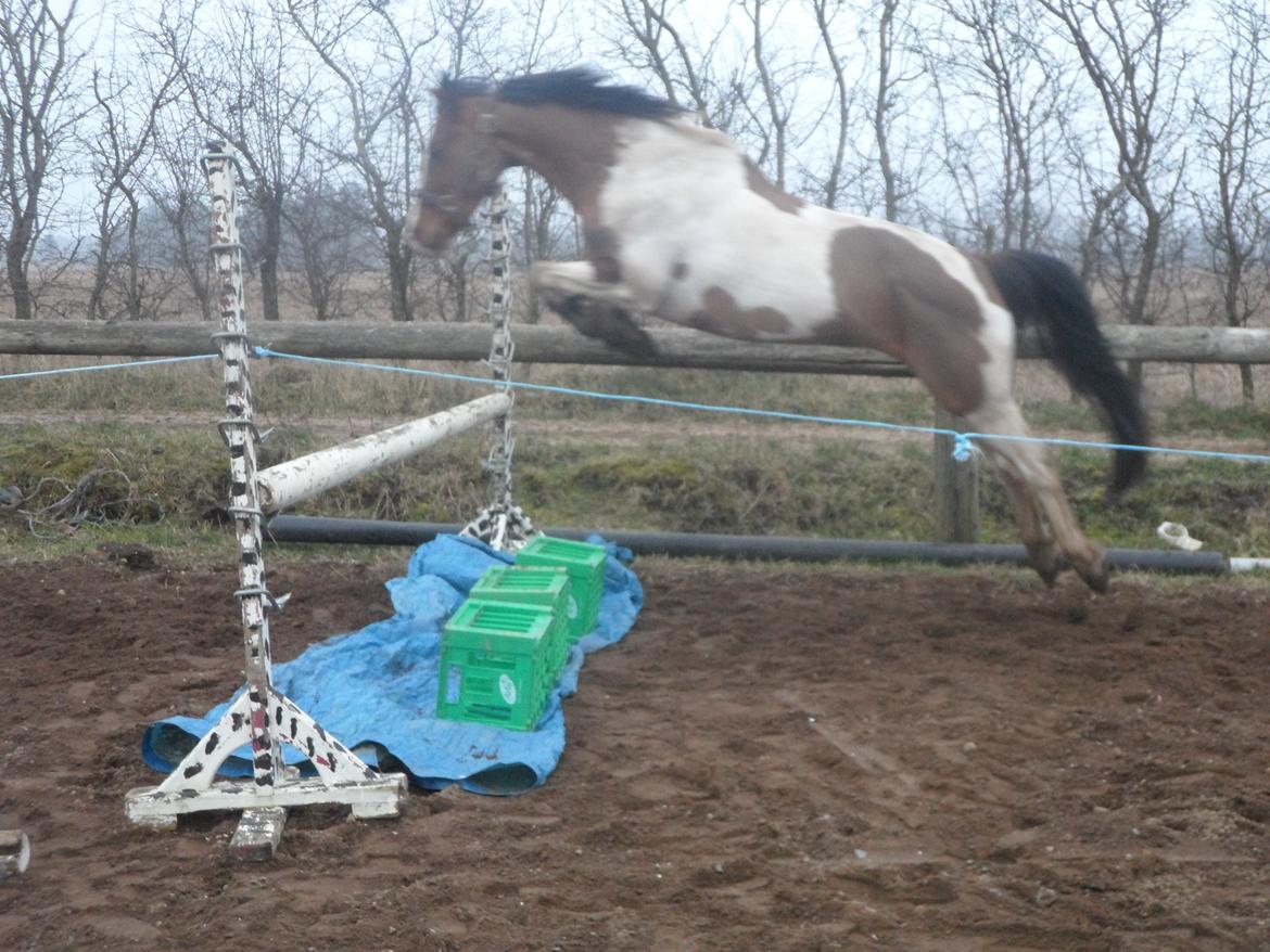 Pinto Santana (Indianer Hesten) - Santana løsspringer  110 cm STJEEERNE billede 10