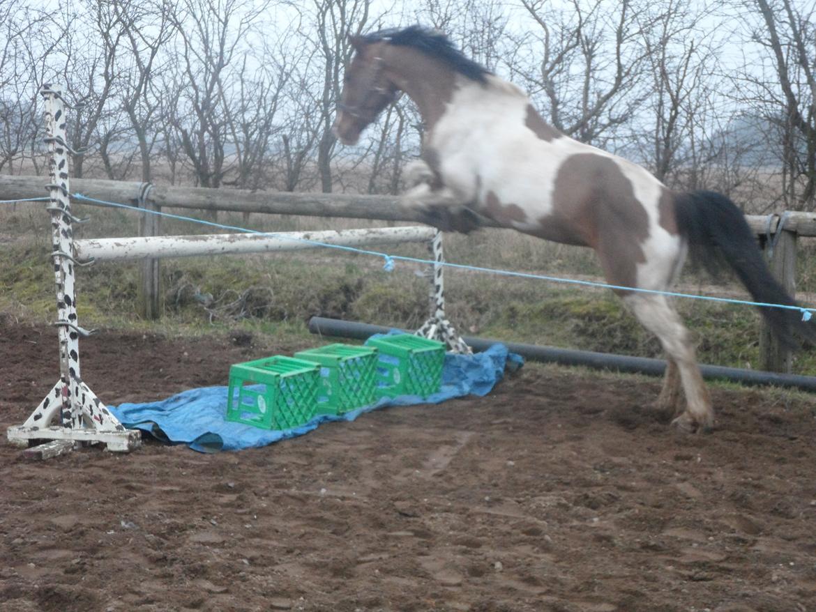 Pinto Santana (Indianer Hesten) - Santana løsspringer  115 cm STJEEERNE PONNNY  billede 11