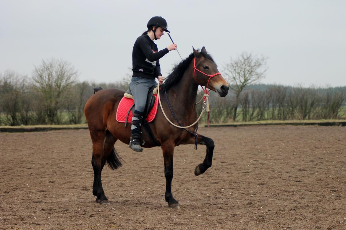 Hollandsk Sportspony Floortje - Seje Mulledyr ♥ billede 3