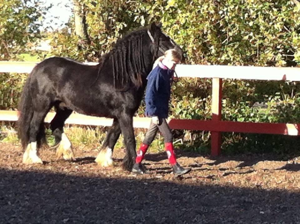 Irish Cob Comet ( Sorteper ) - Første gå tur på ridebanen  billede 3