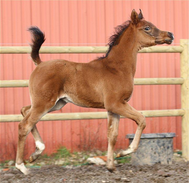 Arabisk fuldblod (OX) D. Jack of Sultan billede 10