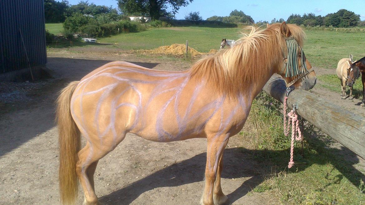 Islænder Ida fra Snøde billede 3