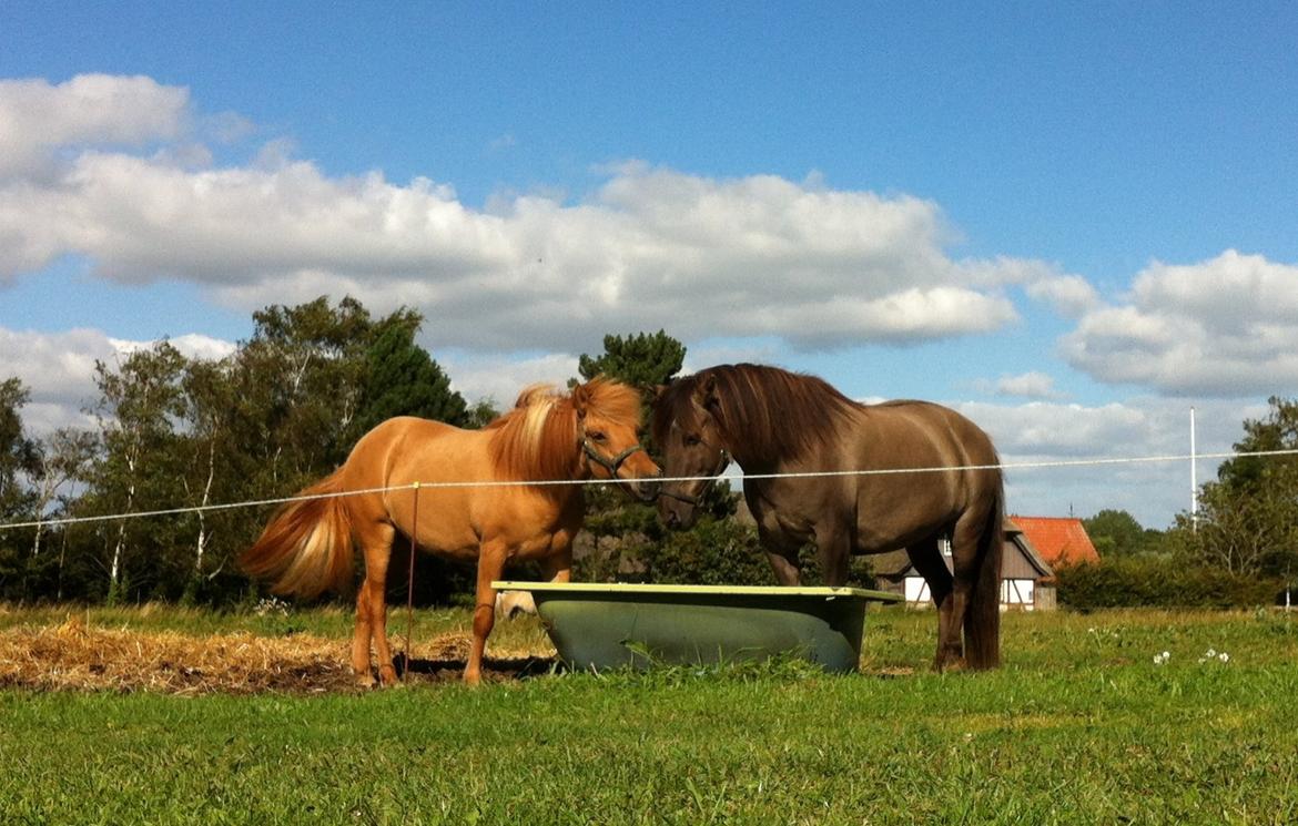 Islænder Ida fra Snøde billede 2