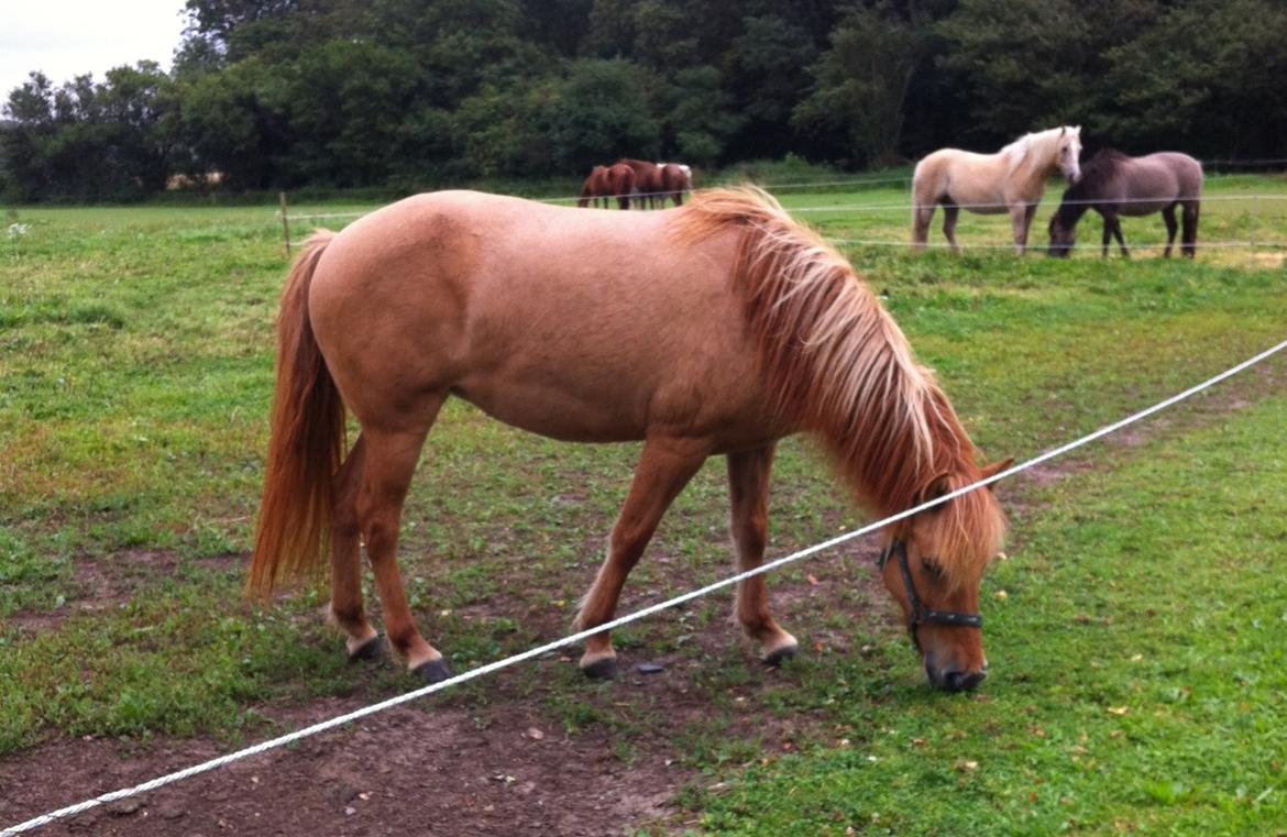 Islænder Ida fra Snøde billede 1