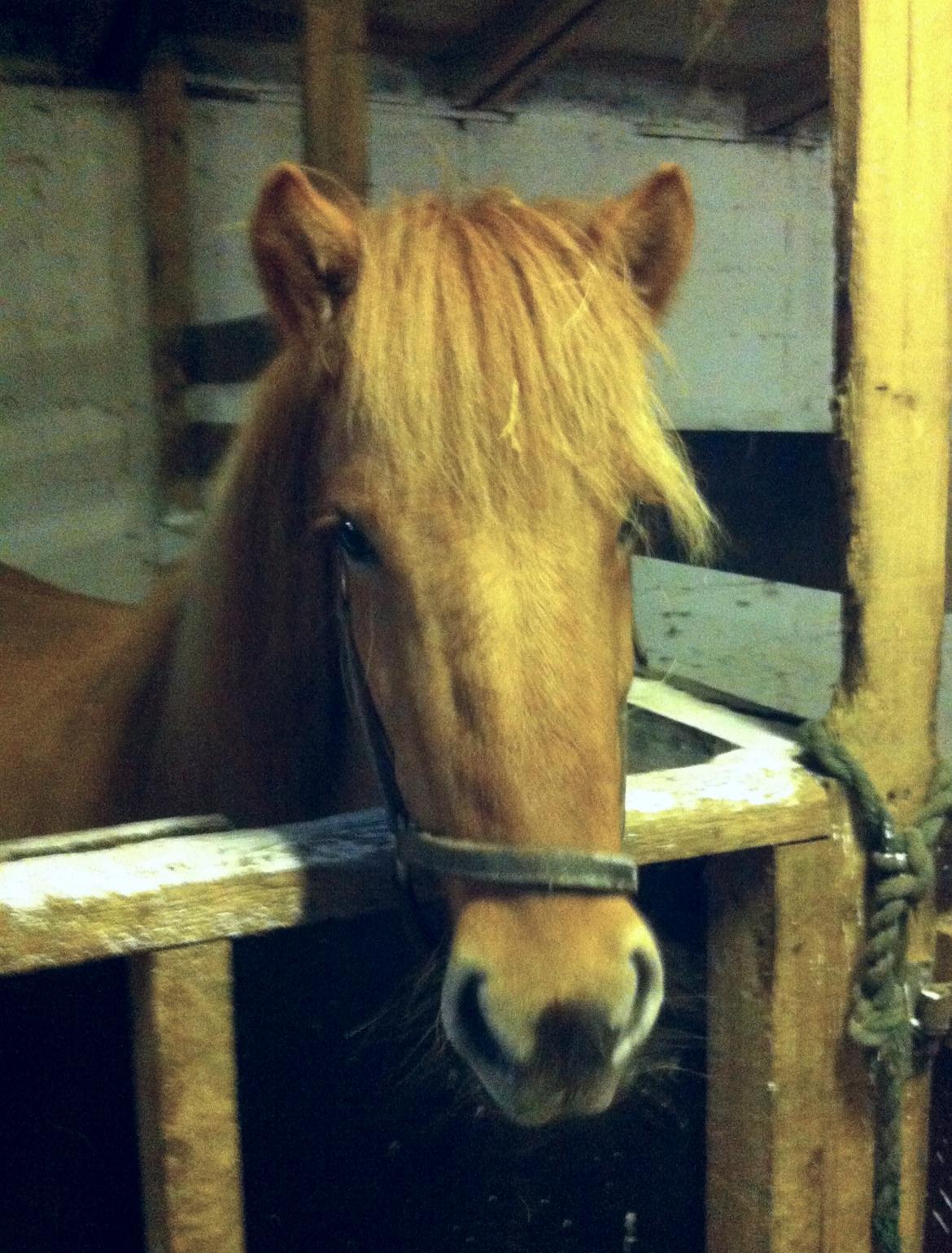 Islænder Ida fra Snøde billede 5