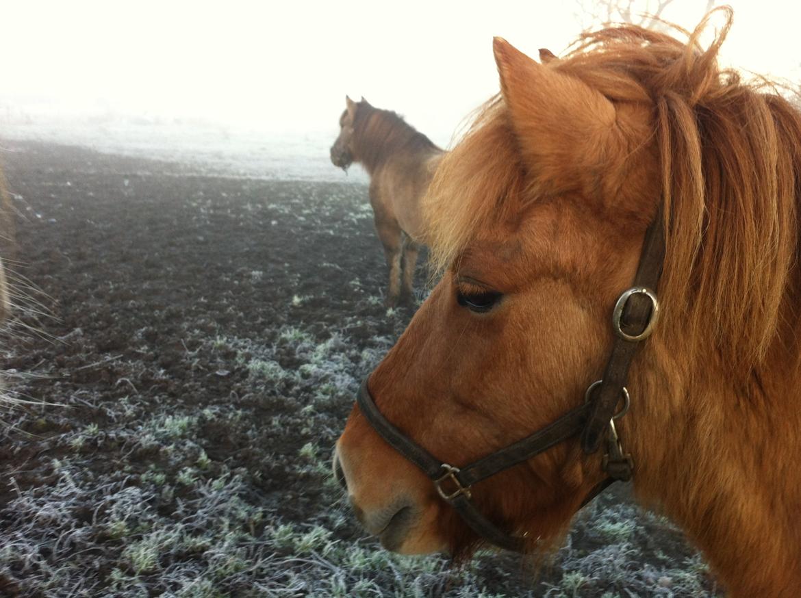 Islænder Ida fra Snøde billede 4