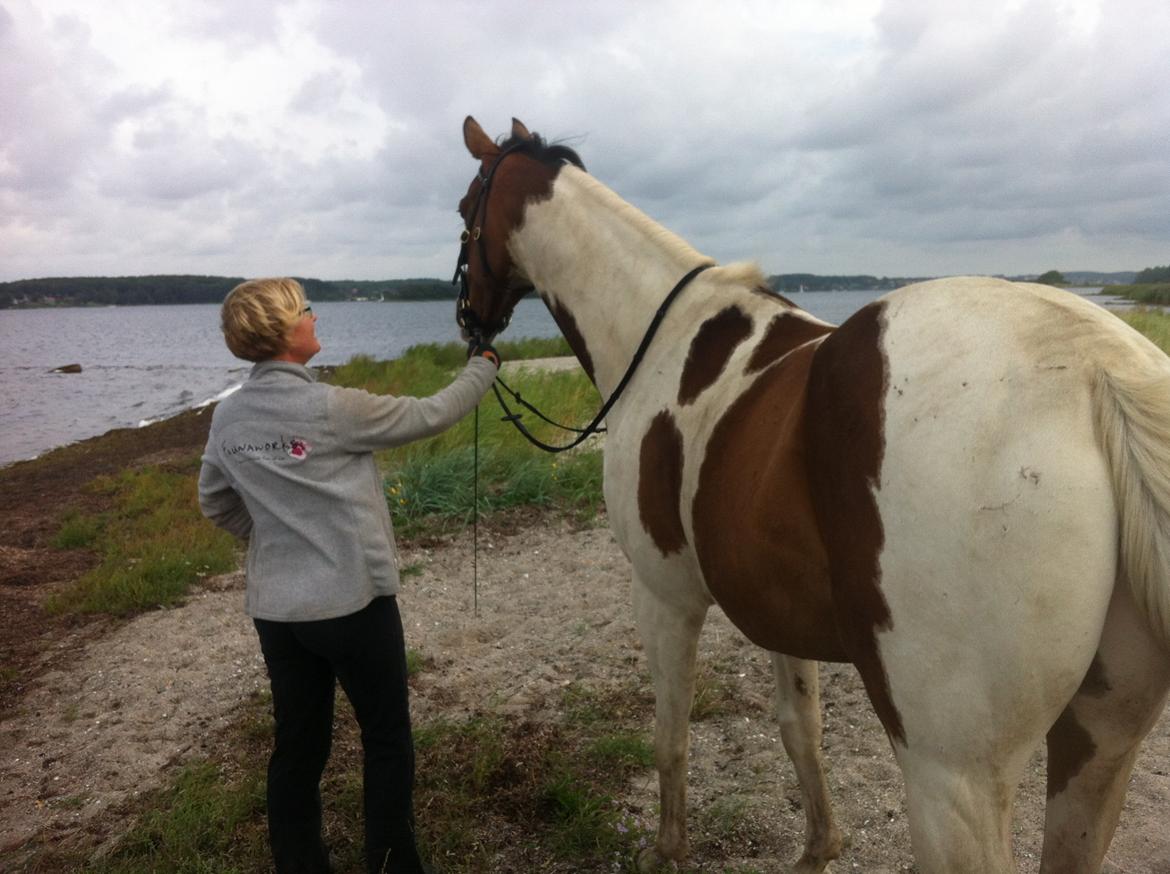 Pinto Sparky billede 4