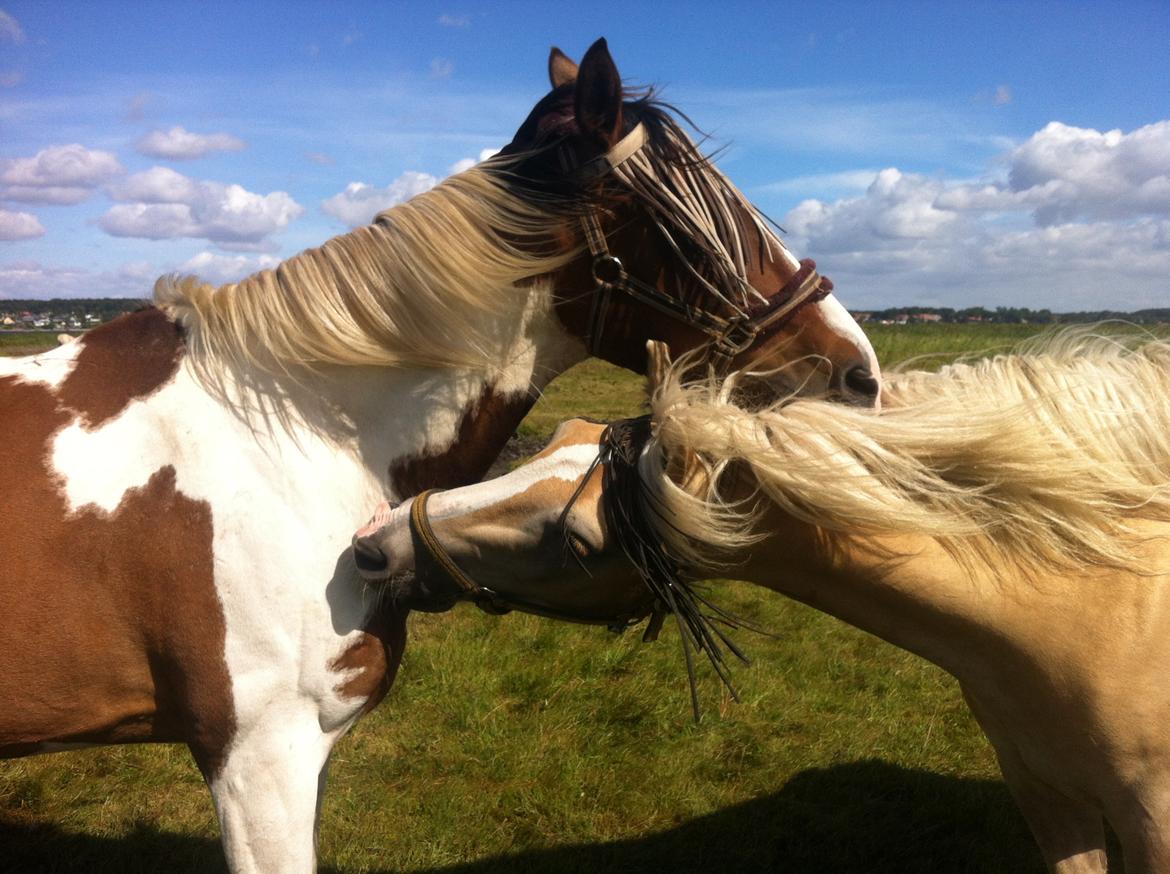 Pinto Sparky billede 3