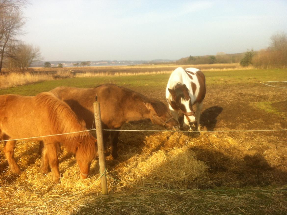 Pinto Sparky billede 6