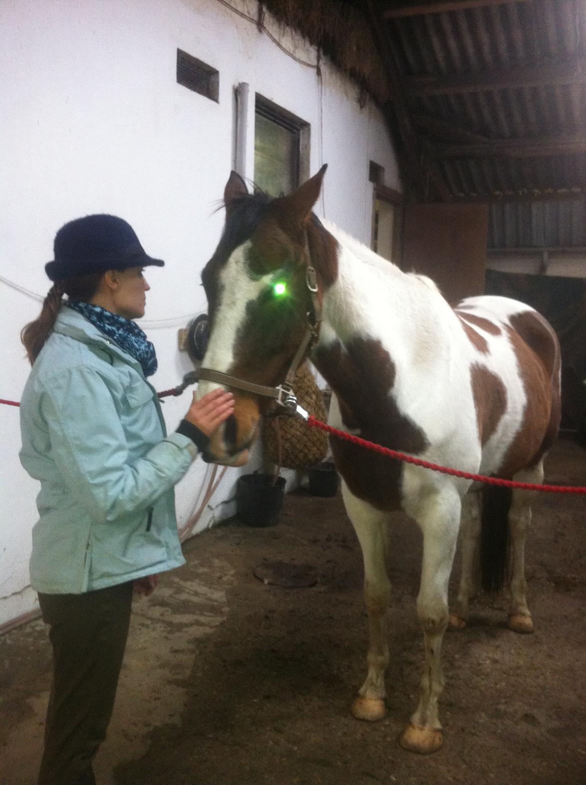 Pinto Sparky billede 5