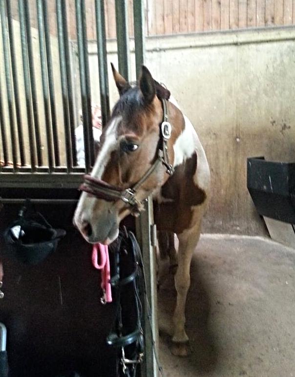 Pinto Sparky billede 1