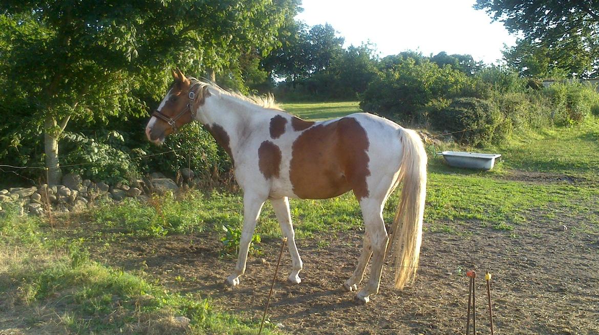 Pinto Sparky billede 2