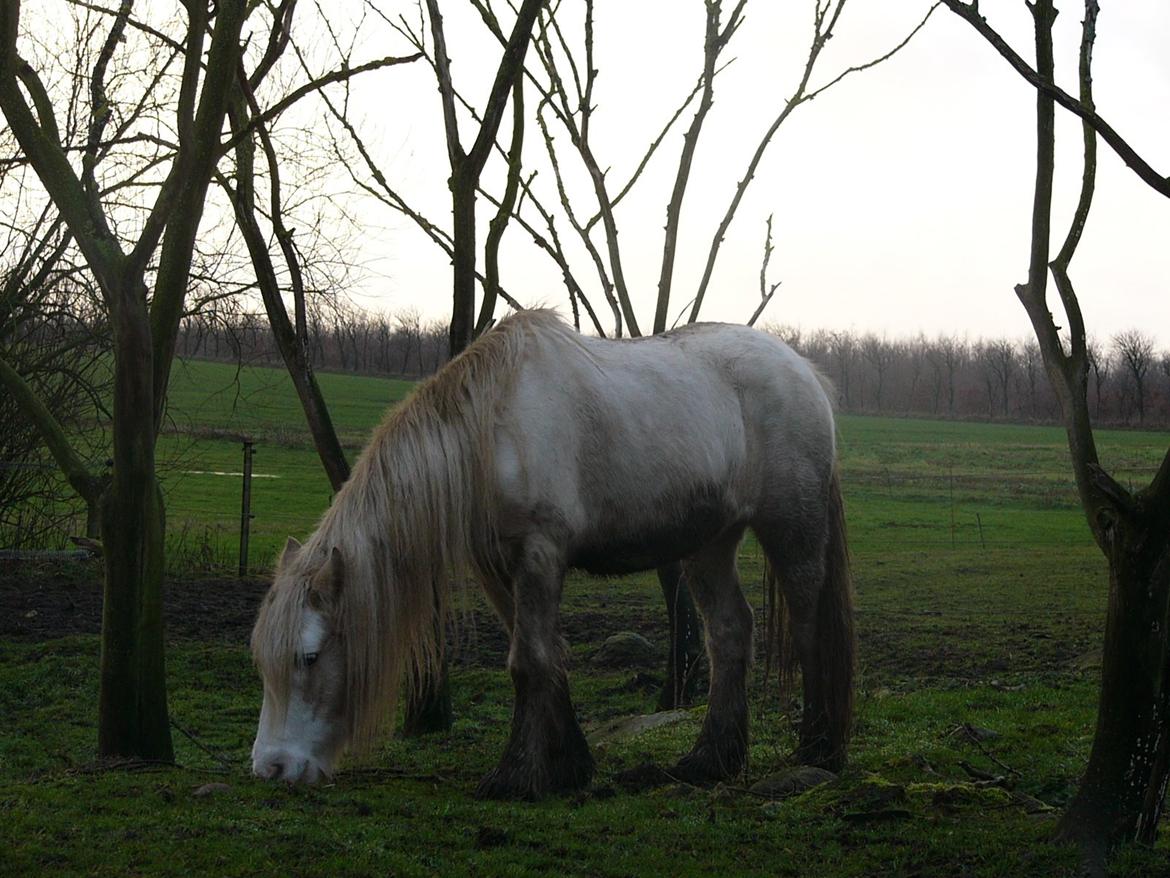 Irish Cob Abildgaards Bambi. billede 4