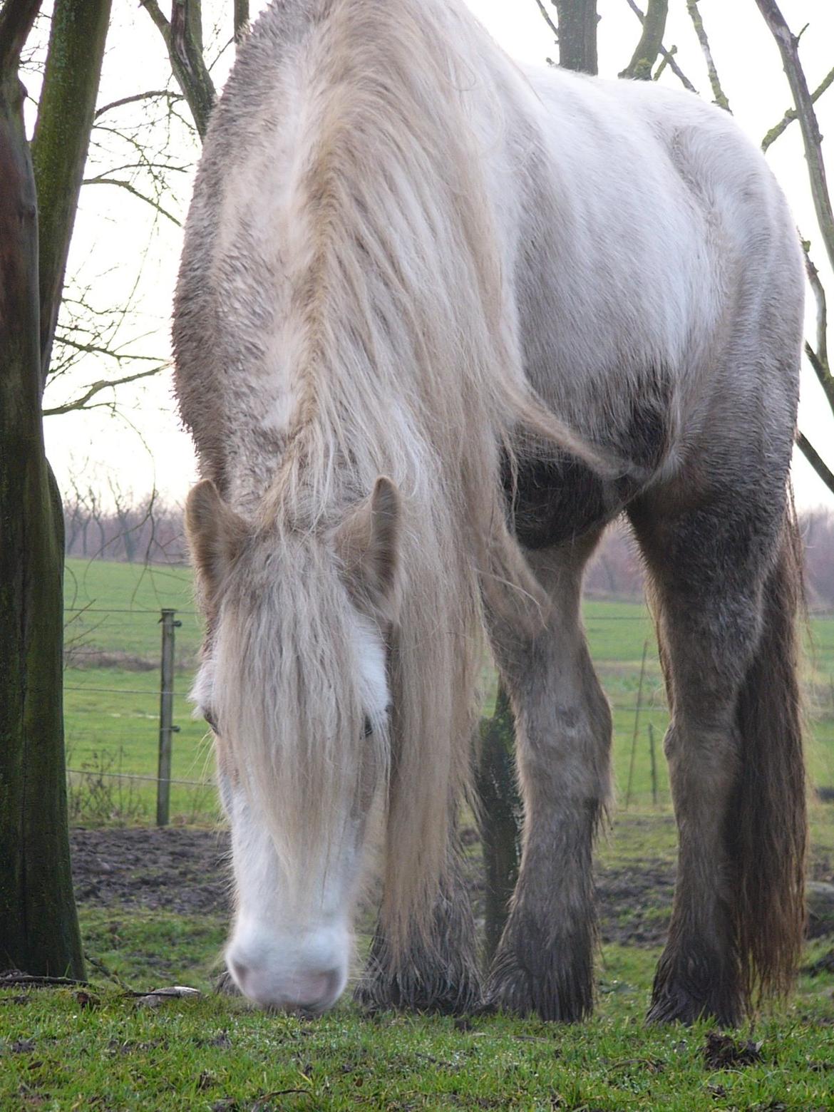 Irish Cob Abildgaards Bambi. billede 6