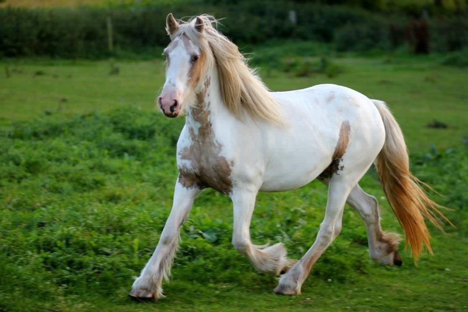 Irish Cob Abildgaards Bambi. - Billedet er taget hos sælger. billede 8