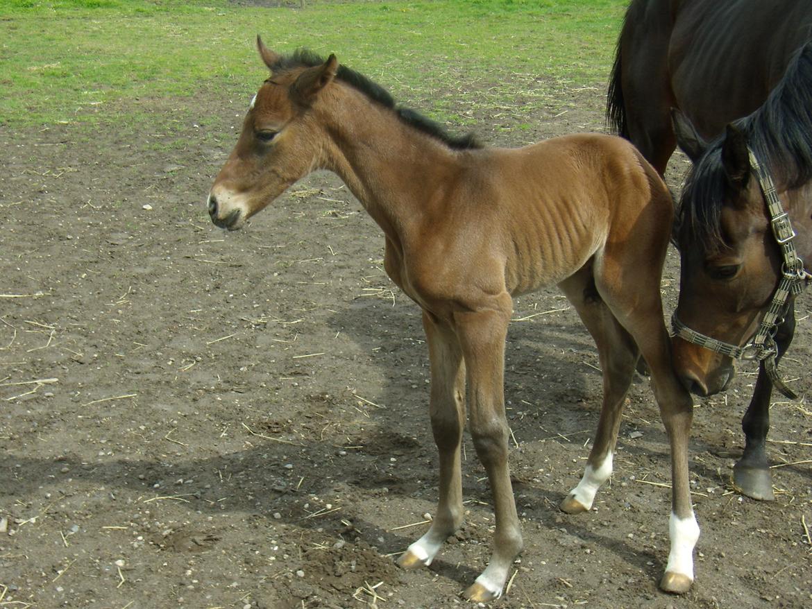 Fuldblod (XX) ICE CUBE billede 15