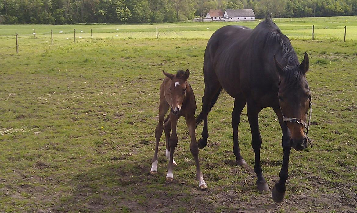 Fuldblod (XX) ICE CUBE billede 16