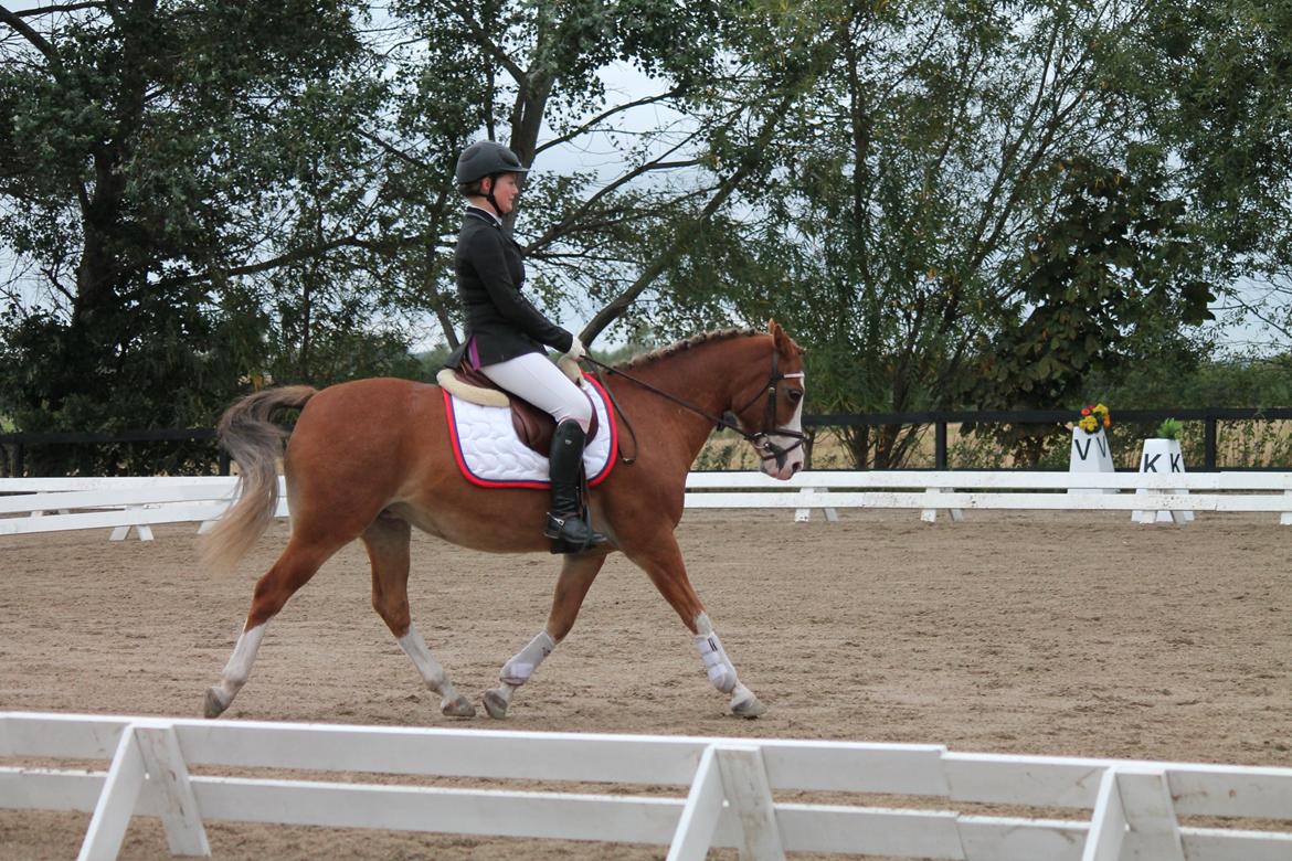 Tysk Sportspony Fee 768 billede 19