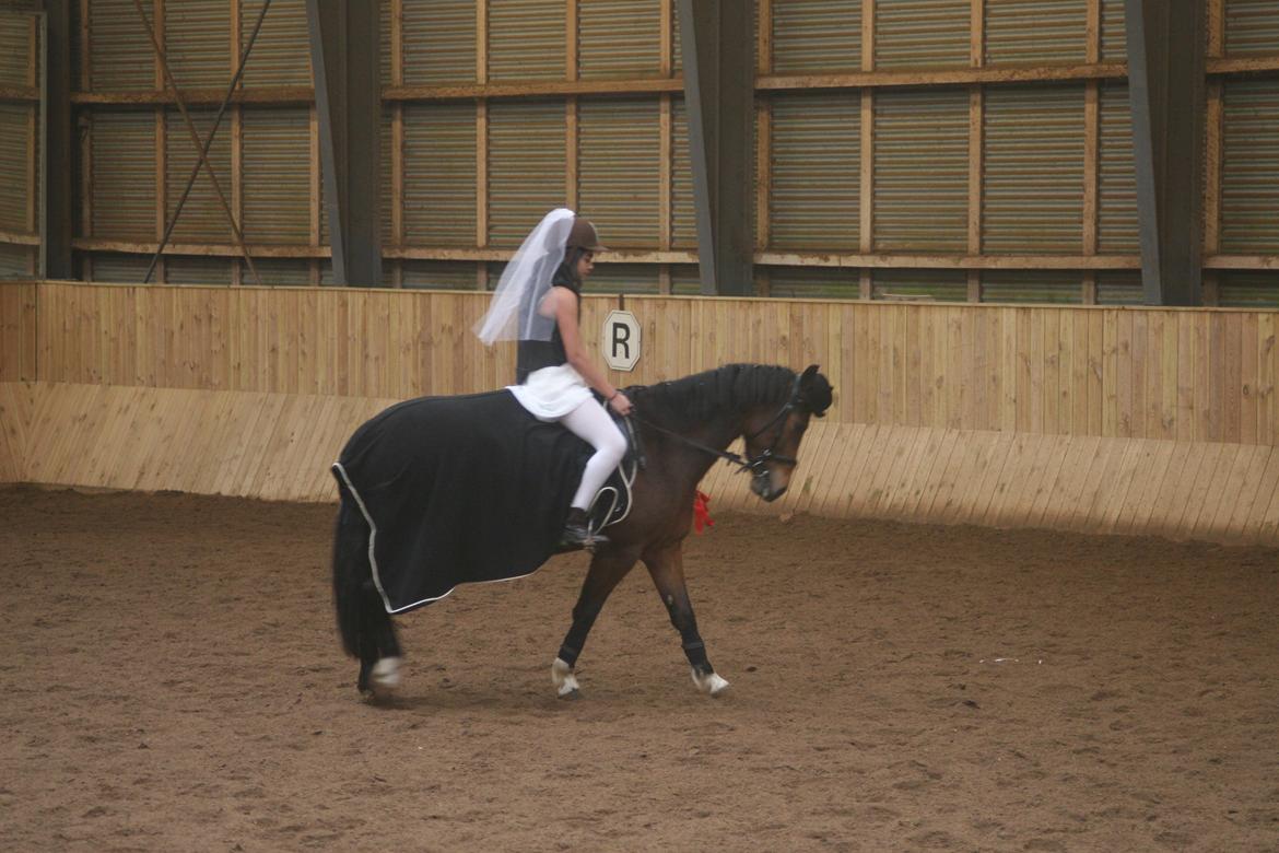 Anden særlig race Shakira (HVR) Rideskolepony - LAD VÆRE MED AT KIGGE PÅ MIN RYG billede 3