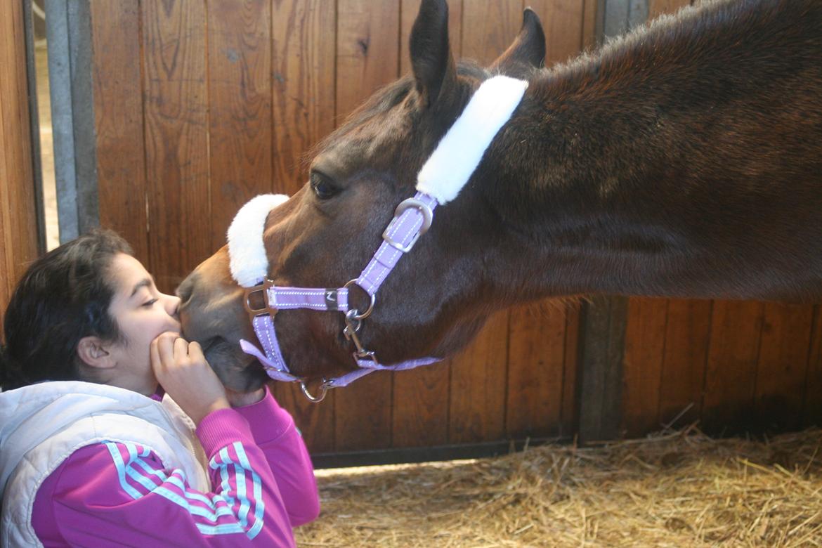 Anden særlig race Shakira (HVR) Rideskolepony billede 8