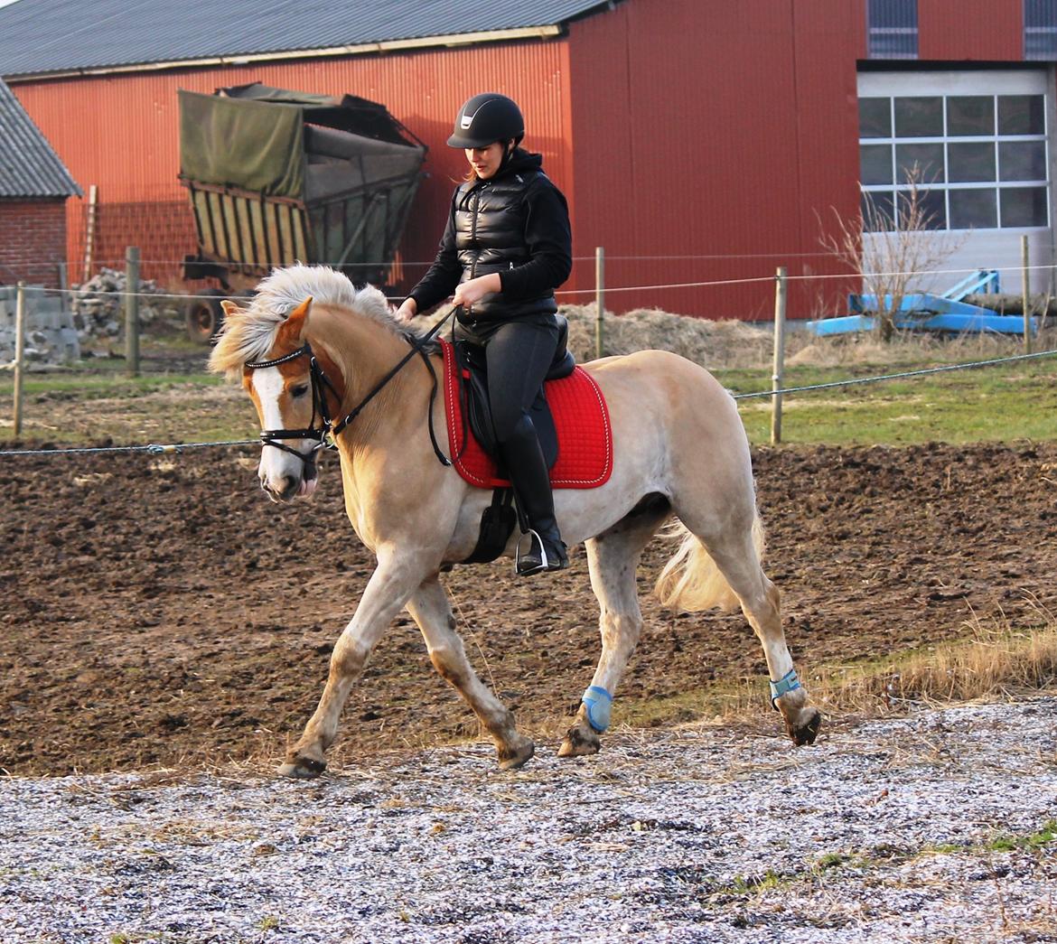 Anden særlig race Amadeaux - 3 Marts 2014 billede 11