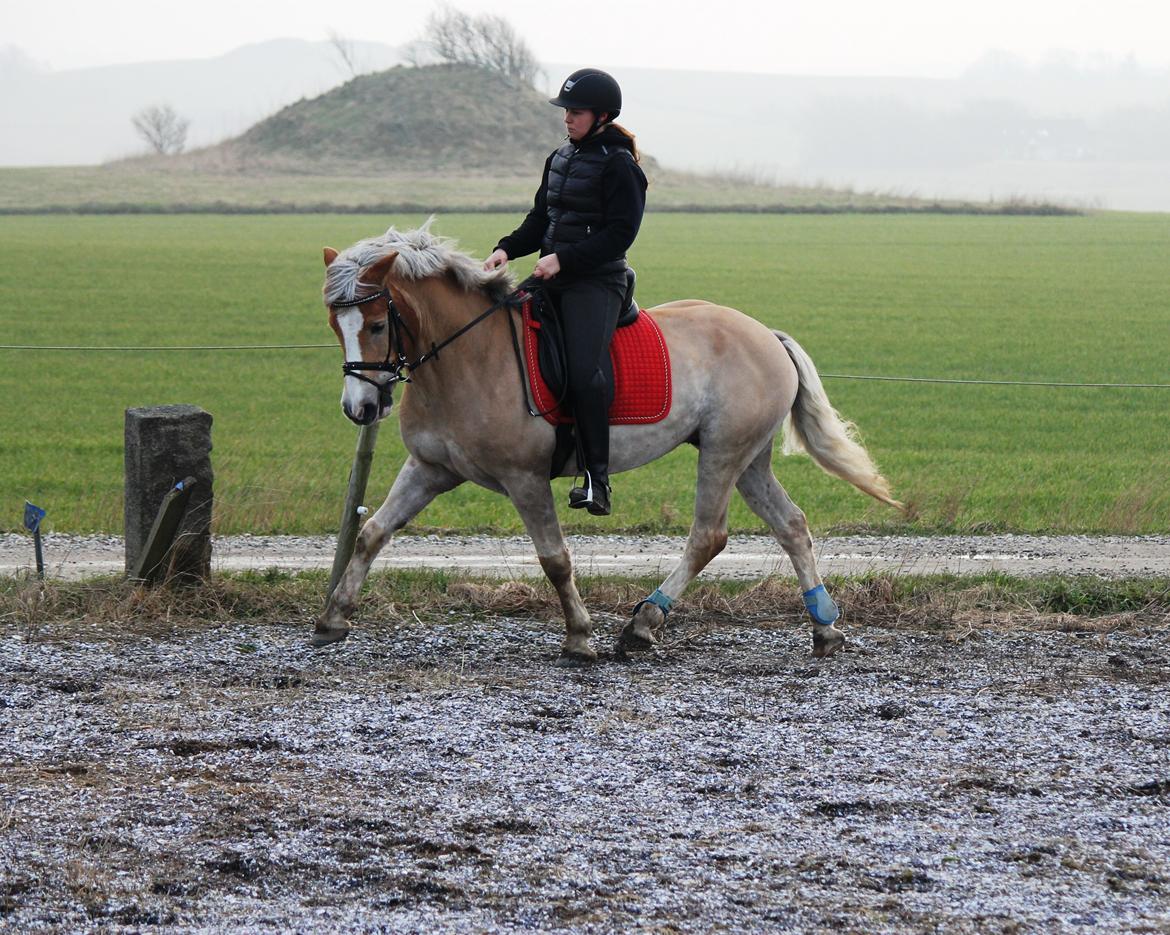 Anden særlig race Amadeaux - 3 Marts 2014 billede 12