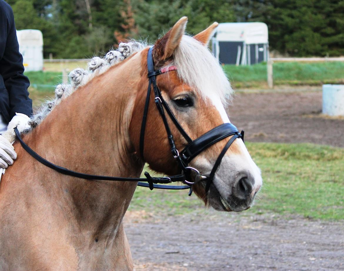 Anden særlig race Amadeaux billede 8