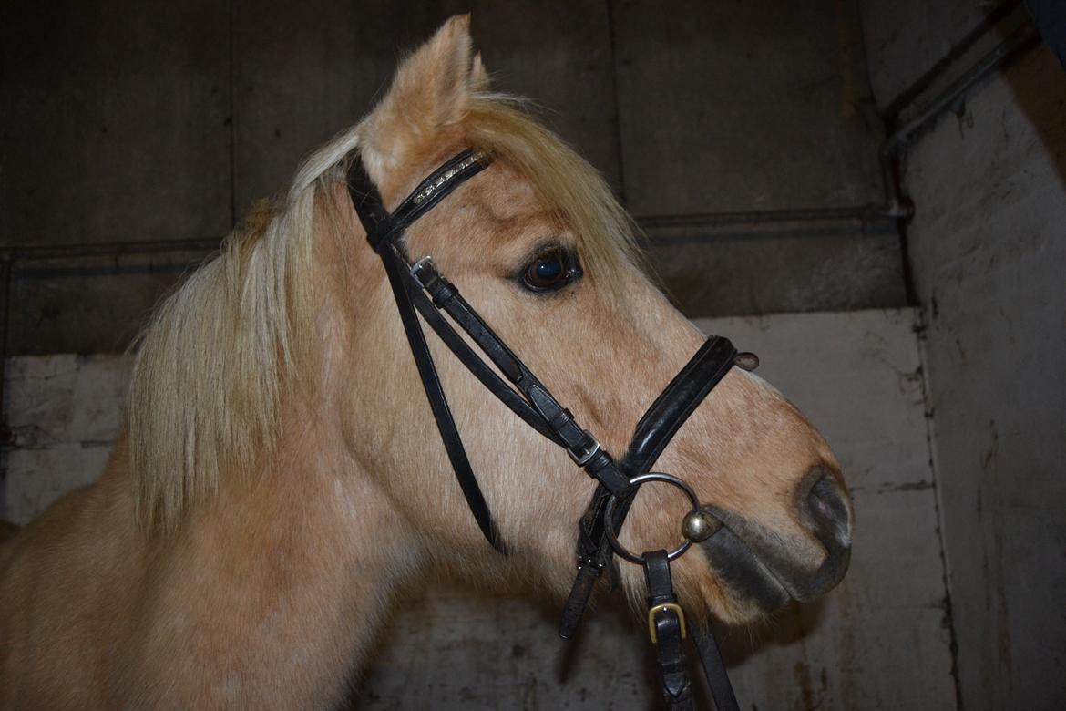 Palomino Zidane - Flotte Pony i hans boks :D billede 1