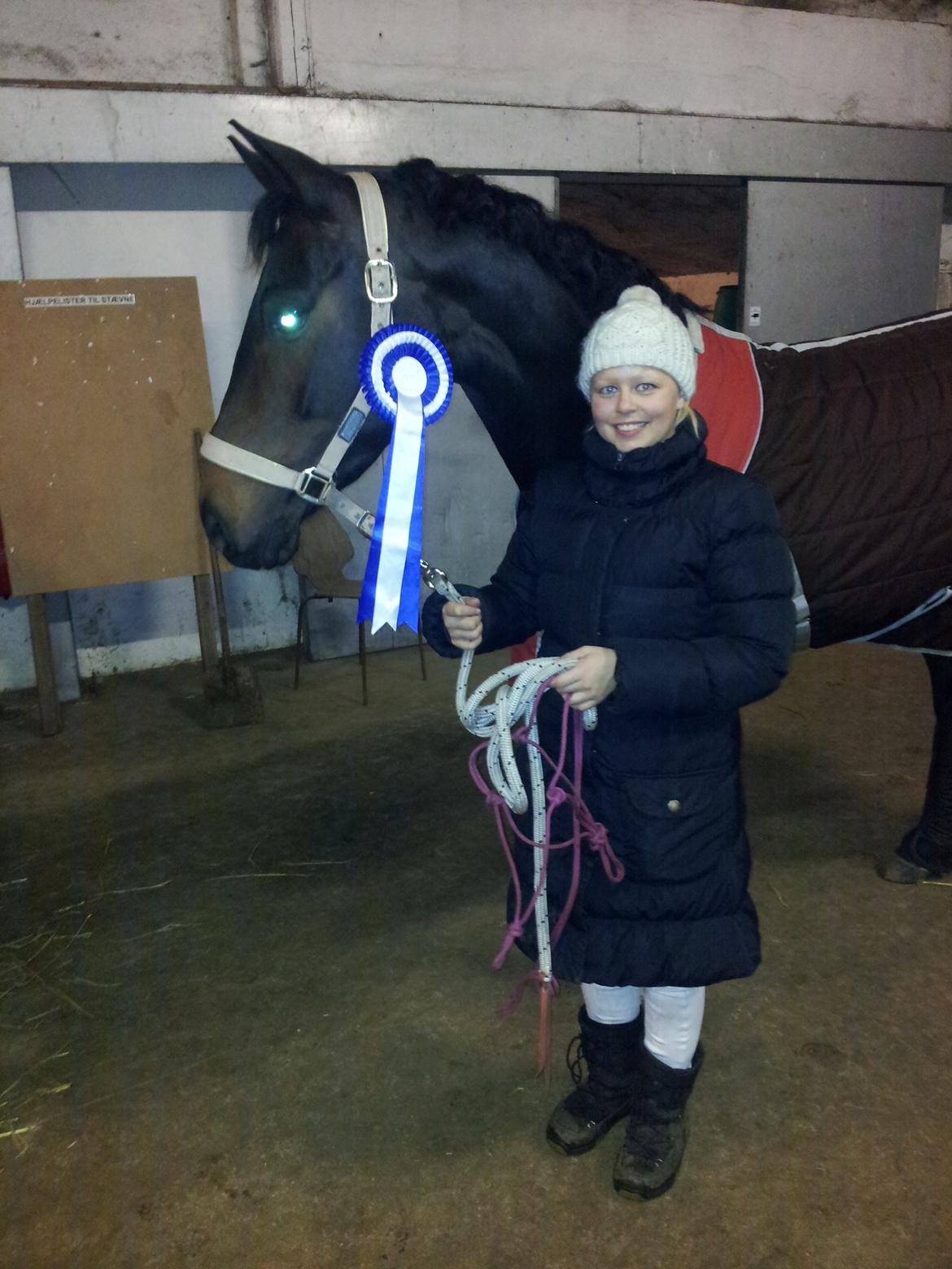 Tysk Varmblod AK's Bantry Bay billede 30