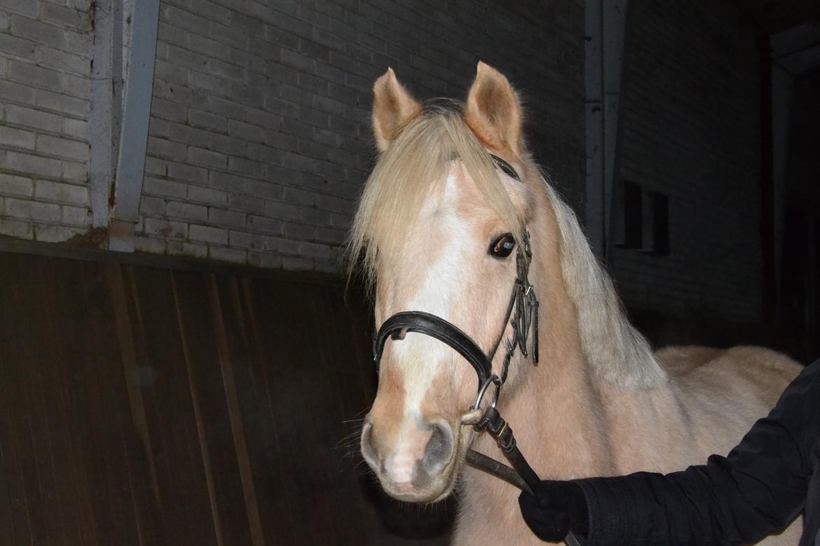 Palomino Zidane - Lige inden et sneshoot :D billede 6