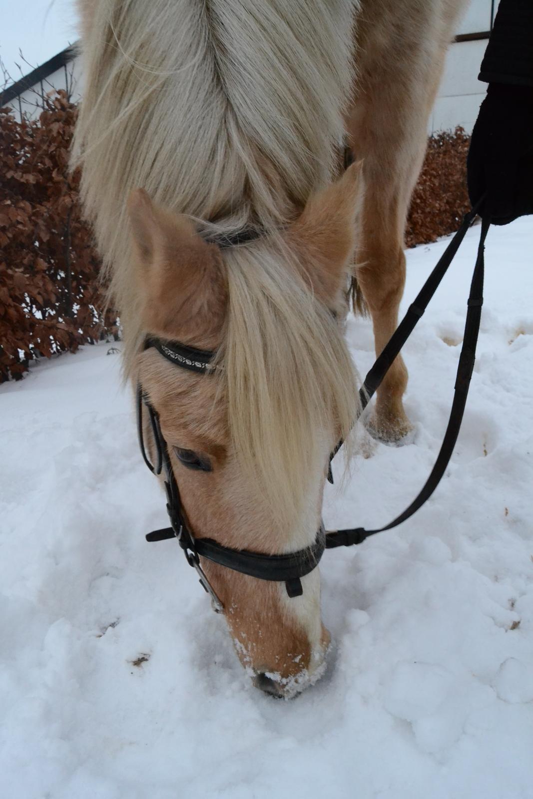 Palomino Zidane - Ude i sneen billede 7