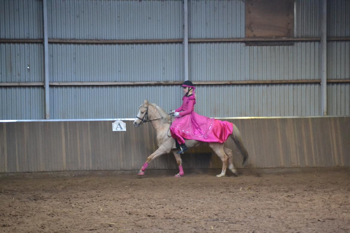Palomino Zidane - Overgang fra galop til trav :D billede 8