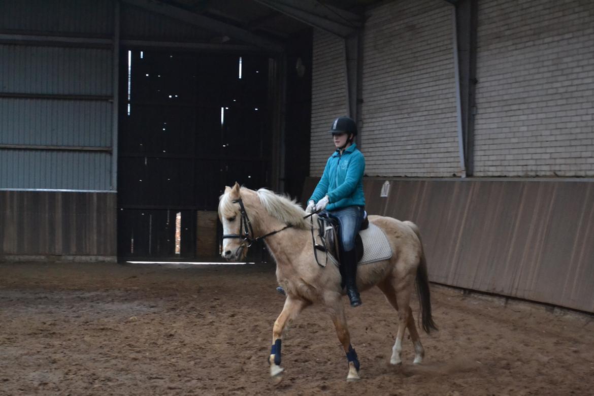 Palomino Zidane - Træning :D billede 9