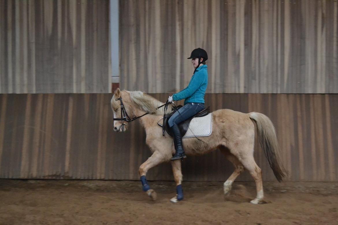 Palomino Zidane - Træning :D billede 11