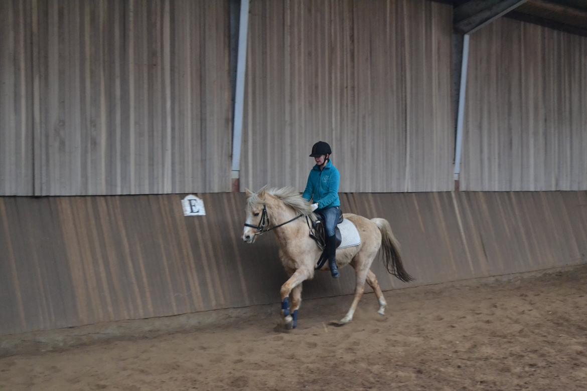 Palomino Zidane - Træning :D billede 12