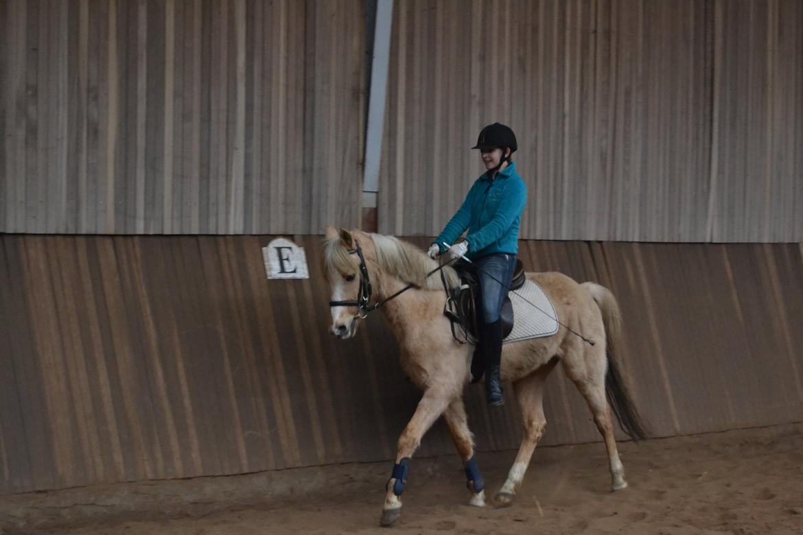 Palomino Zidane - Træning :D billede 10