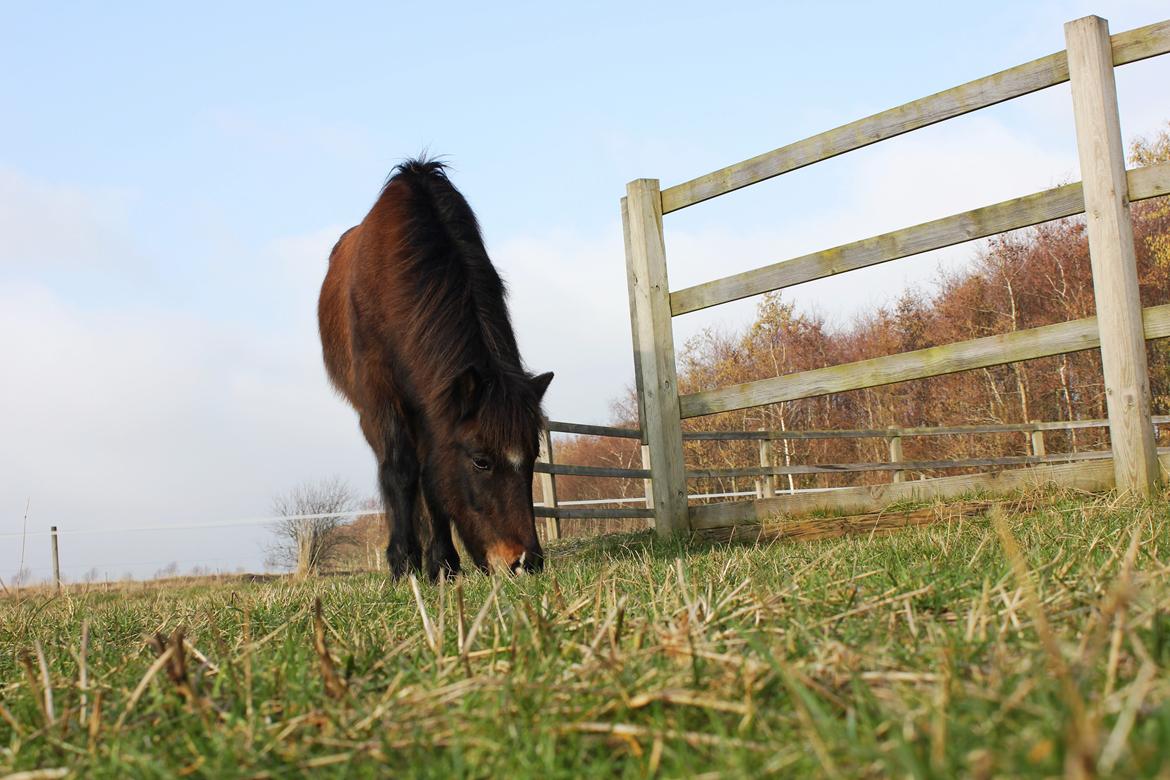Islænder Depla frá lunansholti II billede 2