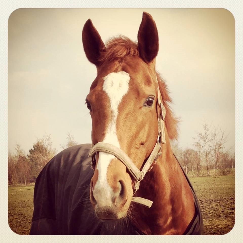 Fuldblod (XX) Macho Dancer (Ire) billede 4