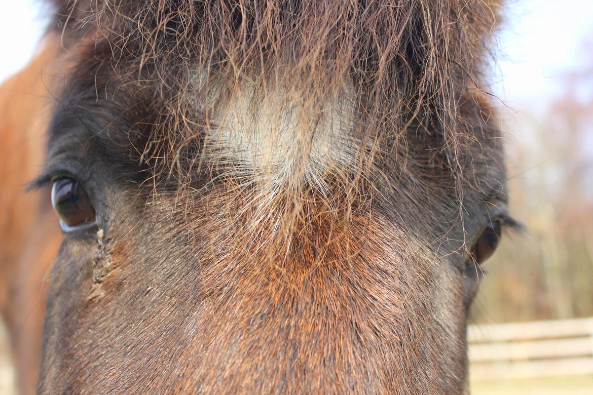 Islænder Depla frá lunansholti II billede 4