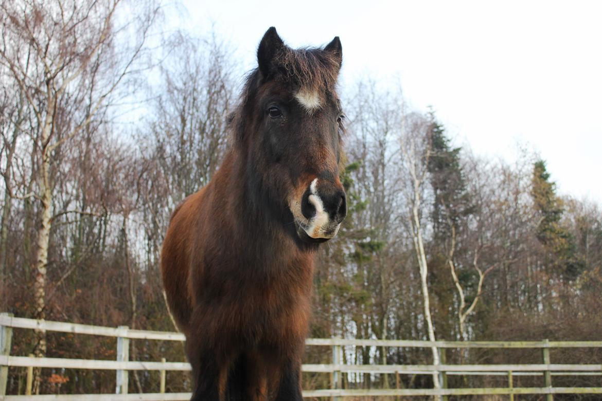 Islænder Depla frá lunansholti II billede 16